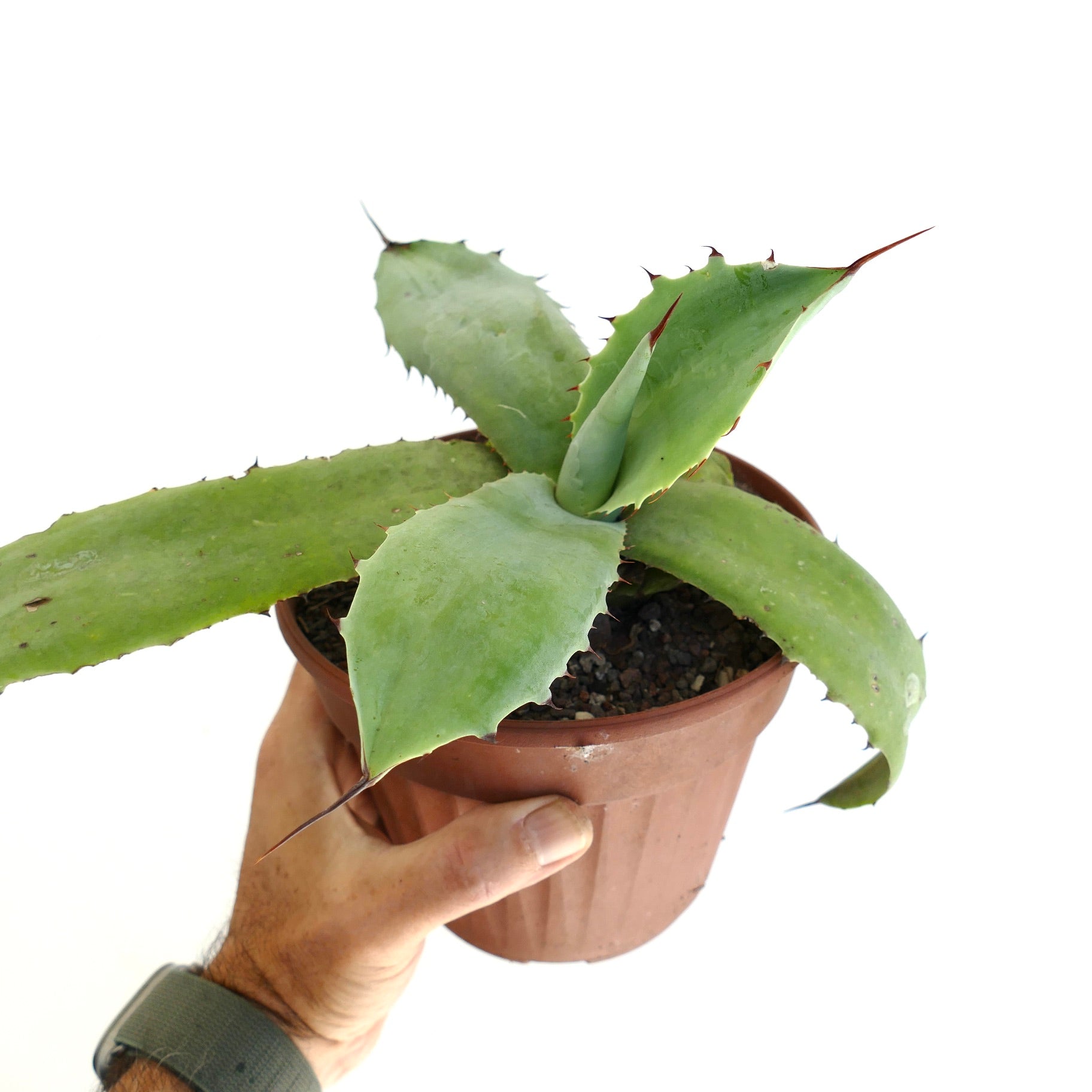 Agave parrasana x parryii succulent with broad green leaves and sharp reddish spines in pot