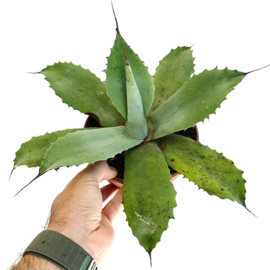 Agave parrasana x parryii succulent with broad green leaves and sharp spines in pot