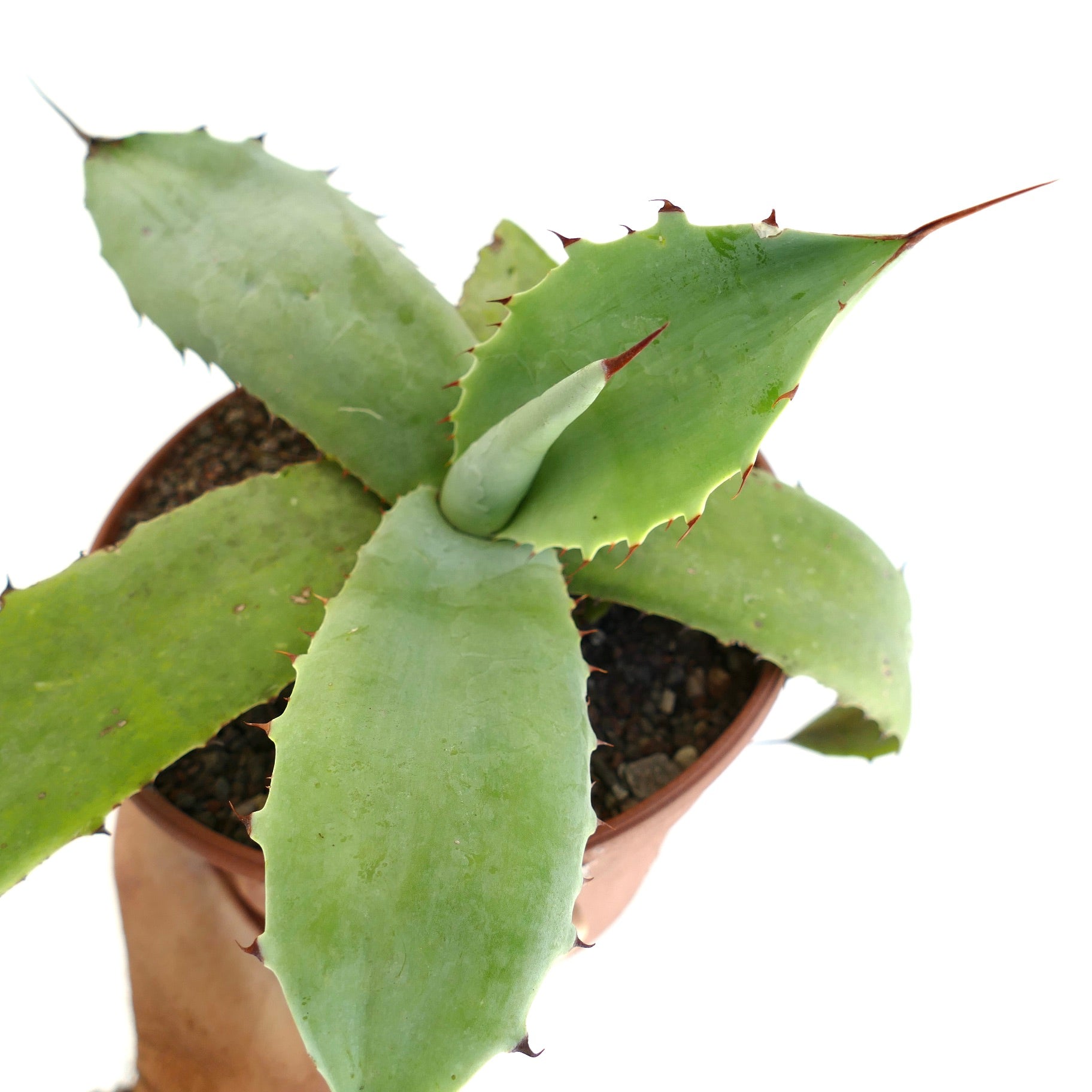 Agave parrasana x parryii succulent with broad green leaves and reddish spines in terracotta pot