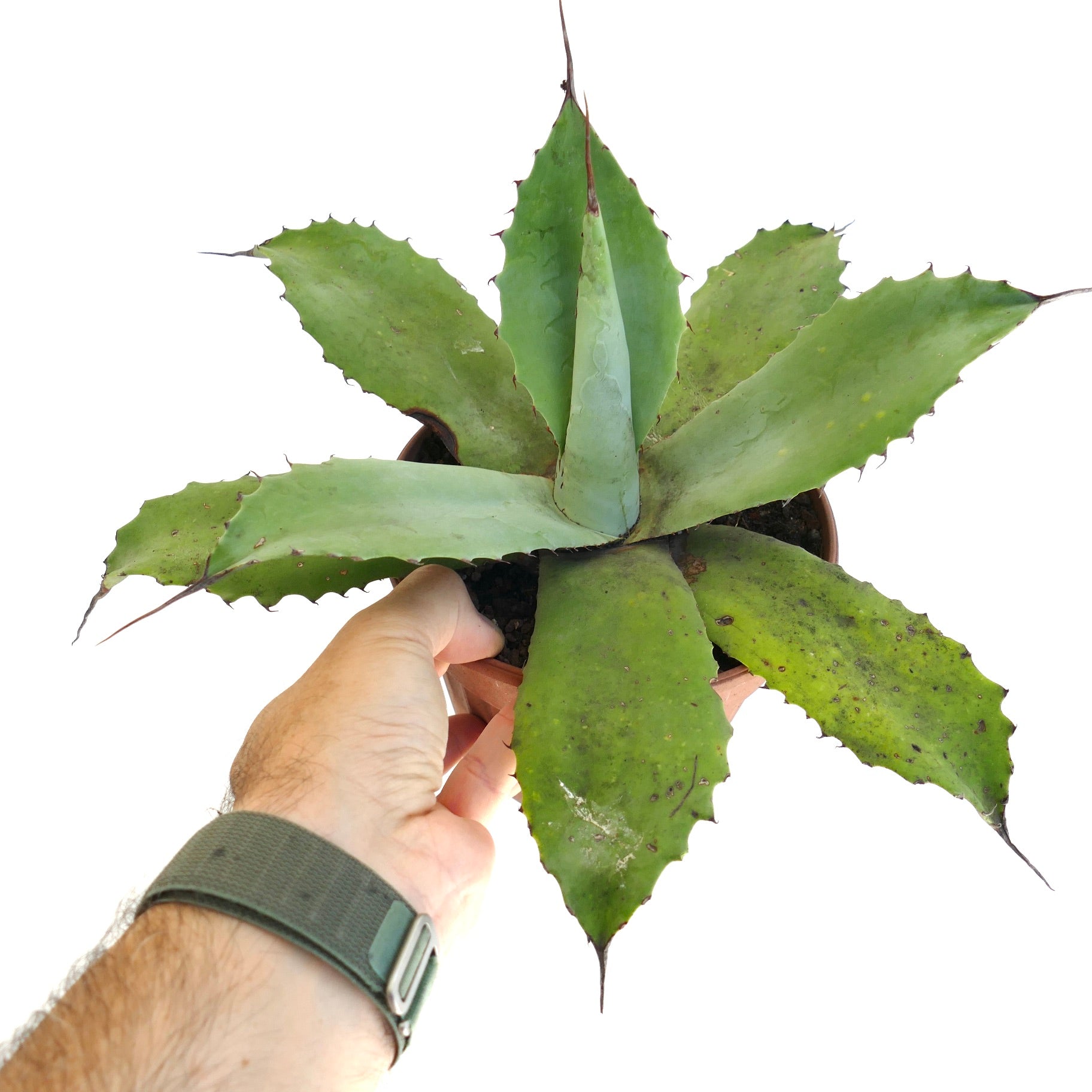 Agave parrasana x parryii suculenta con hojas verdes anchas y espinas marrones afiladas en maceta