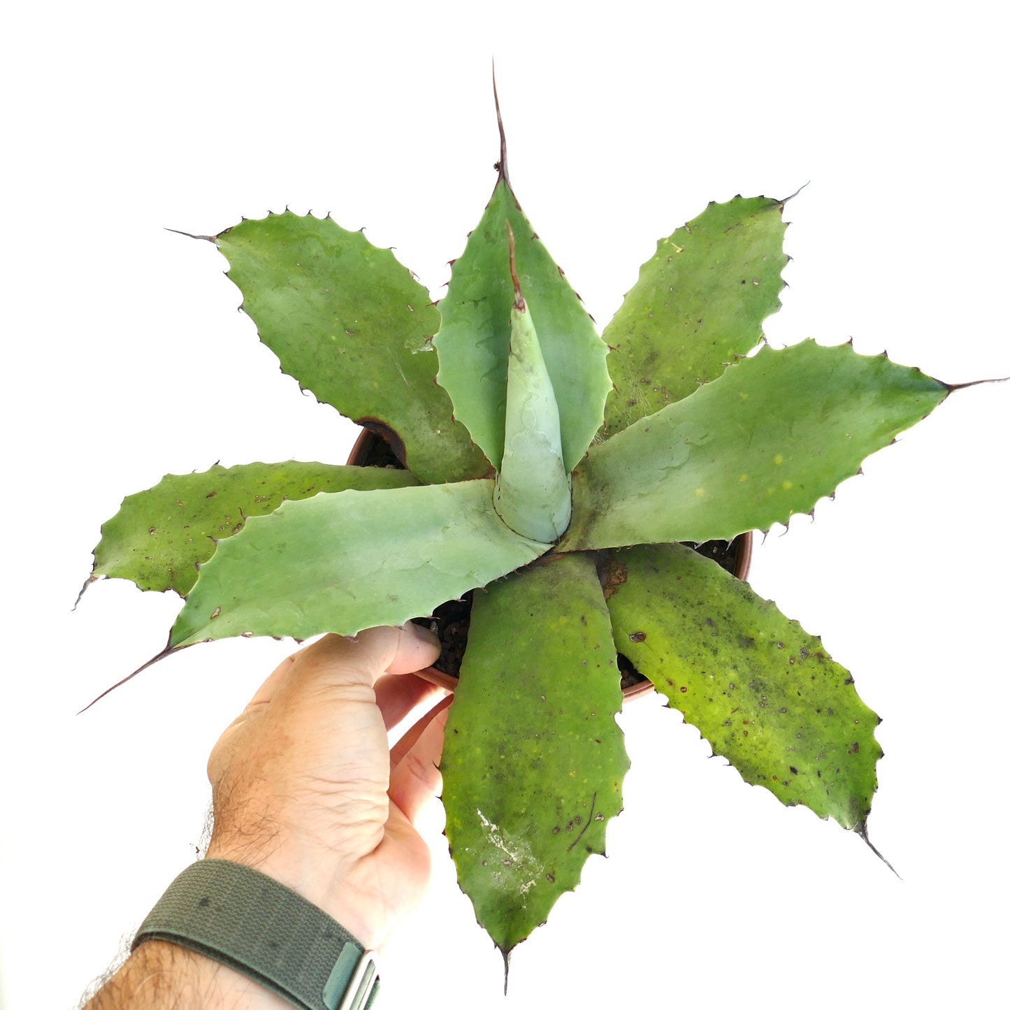 Agave parrasana x parryii suculenta con hojas anchas y verdes y espinas terminales afiladas sostenida en mano