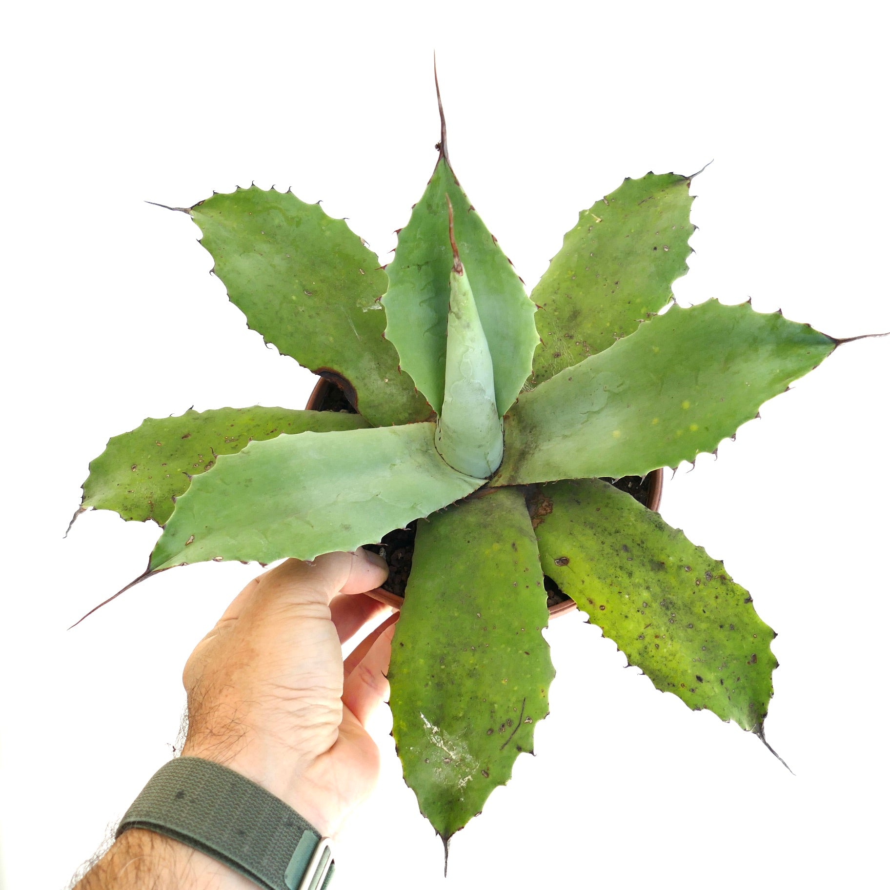 Agave parrasana x parryii suculenta con hojas anchas y verdes y espinas terminales afiladas sostenida en mano
