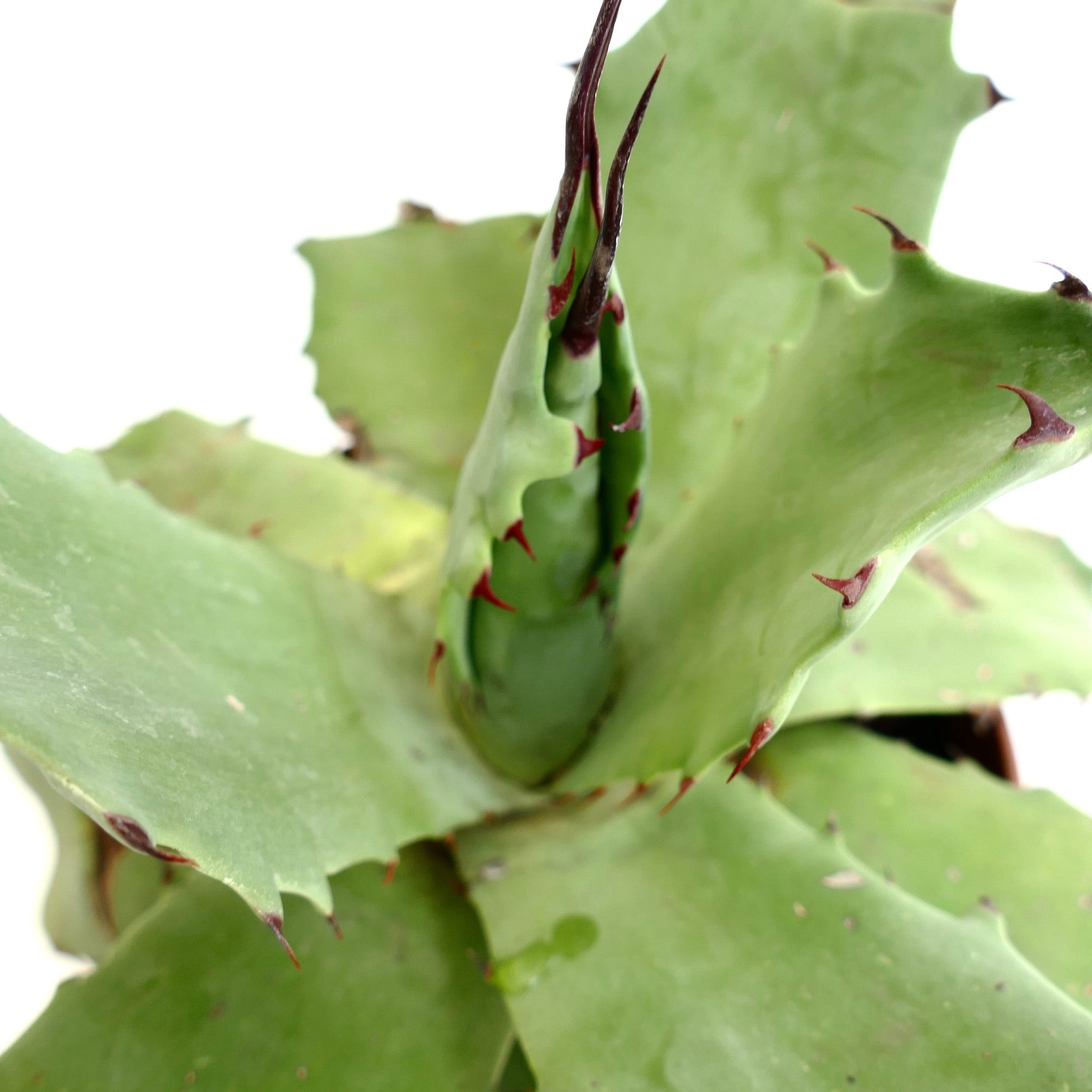 Agave parrasana x salmiana succulent with broad green leaves and sharp reddish-brown spines