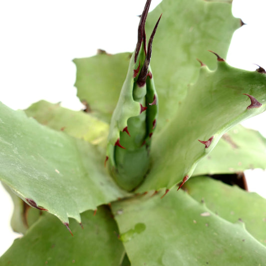 Agave parrasana x salmiana succulent with broad green leaves and sharp reddish-brown spines