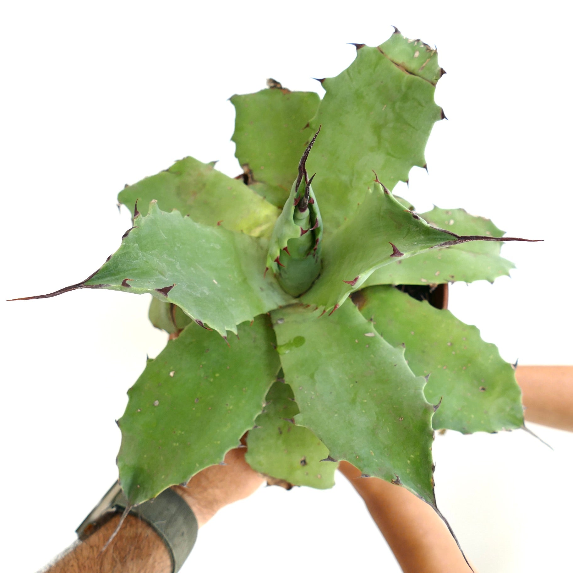 Agave parrasana x salmiana succulent with broad green leaves and sharp dark spines