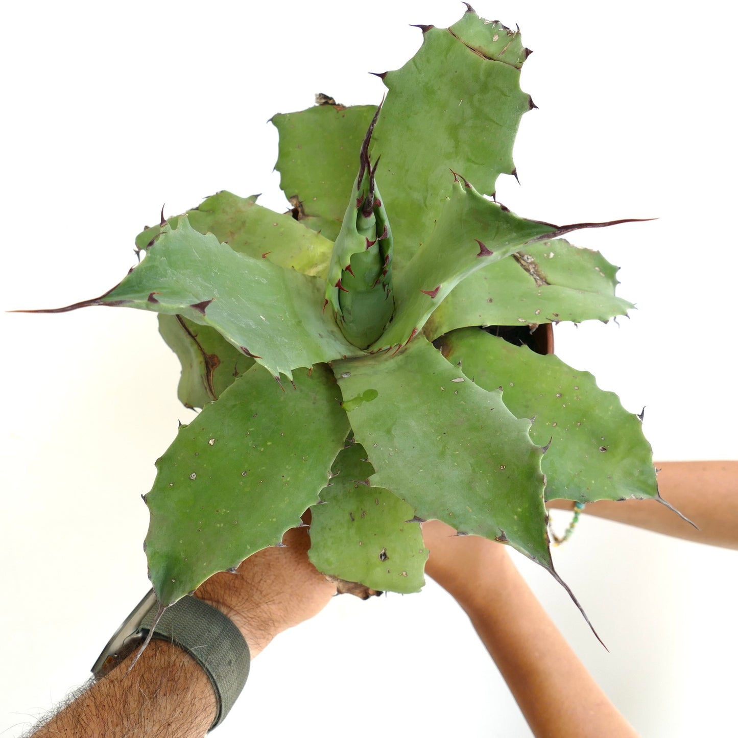 Agave parrasana x salmiana succulent with broad green leaves and sharp reddish spines
