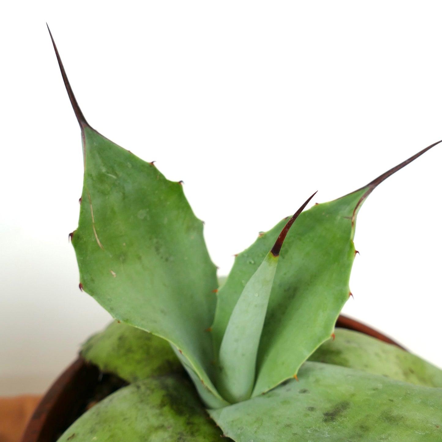 Agave parryi GREEN X Agave ovatifolia