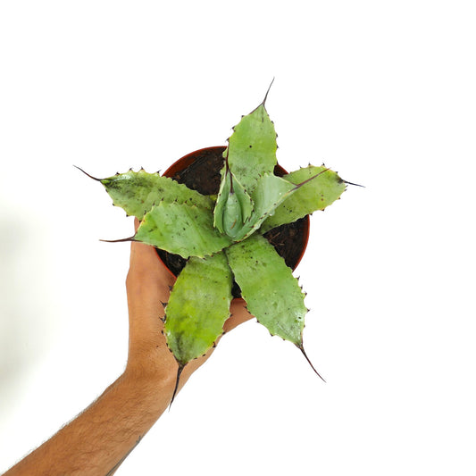 幅広い葉と黒い側刺を持つアガベ・パリーイ グリーン × アガベ・オバティフォリア 多肉植物 ポット入り