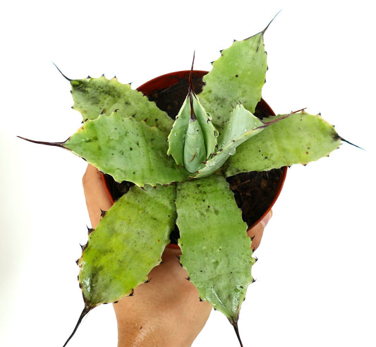 アガベ・パリー × アガベ・オヴァティフォリア 多肉植物、幅広の緑色の葉と目立つ黒い棘付き