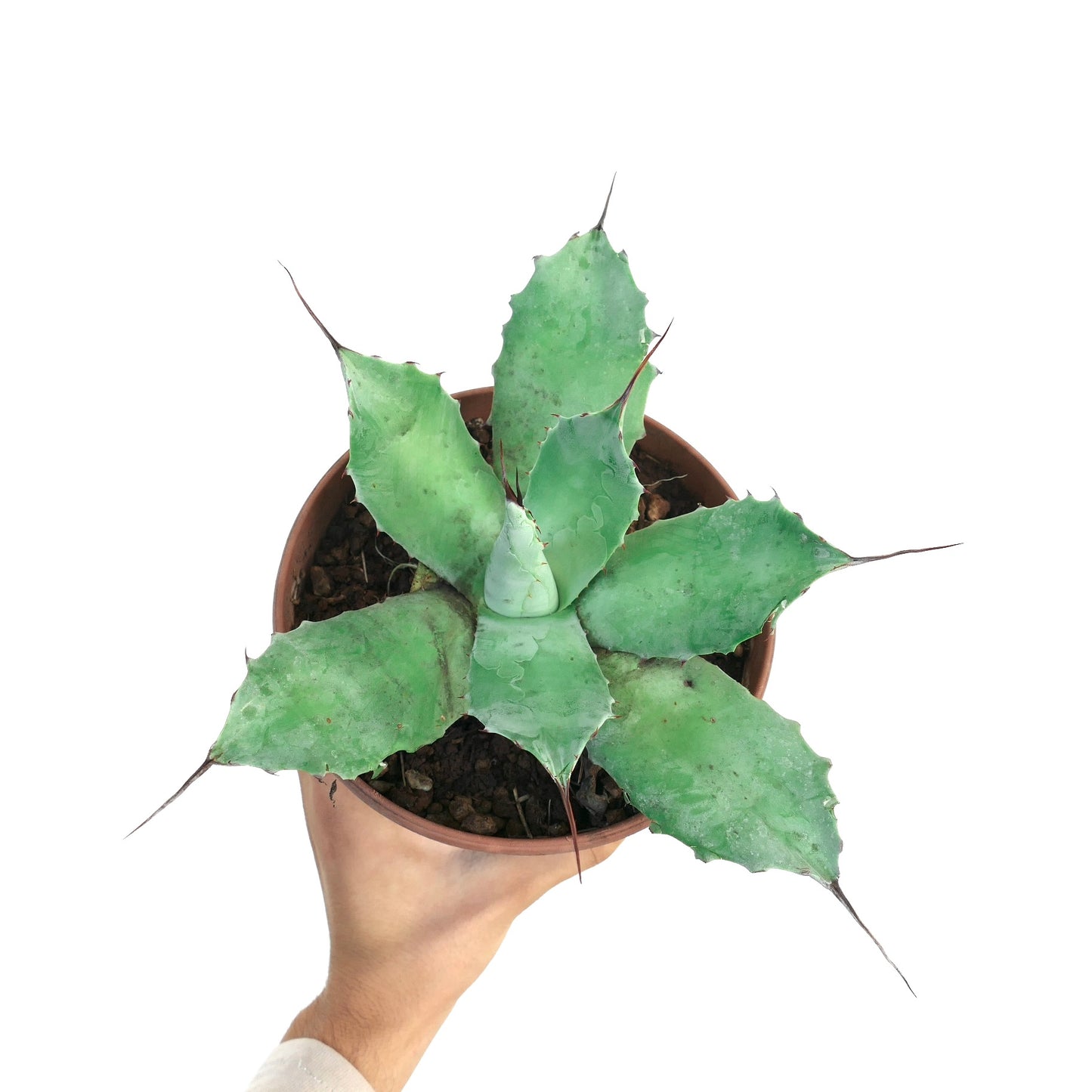 Agave parryi HUNTIGHTON X Agave ovatifolia succulent with broad blue-green leaves and sharp spines