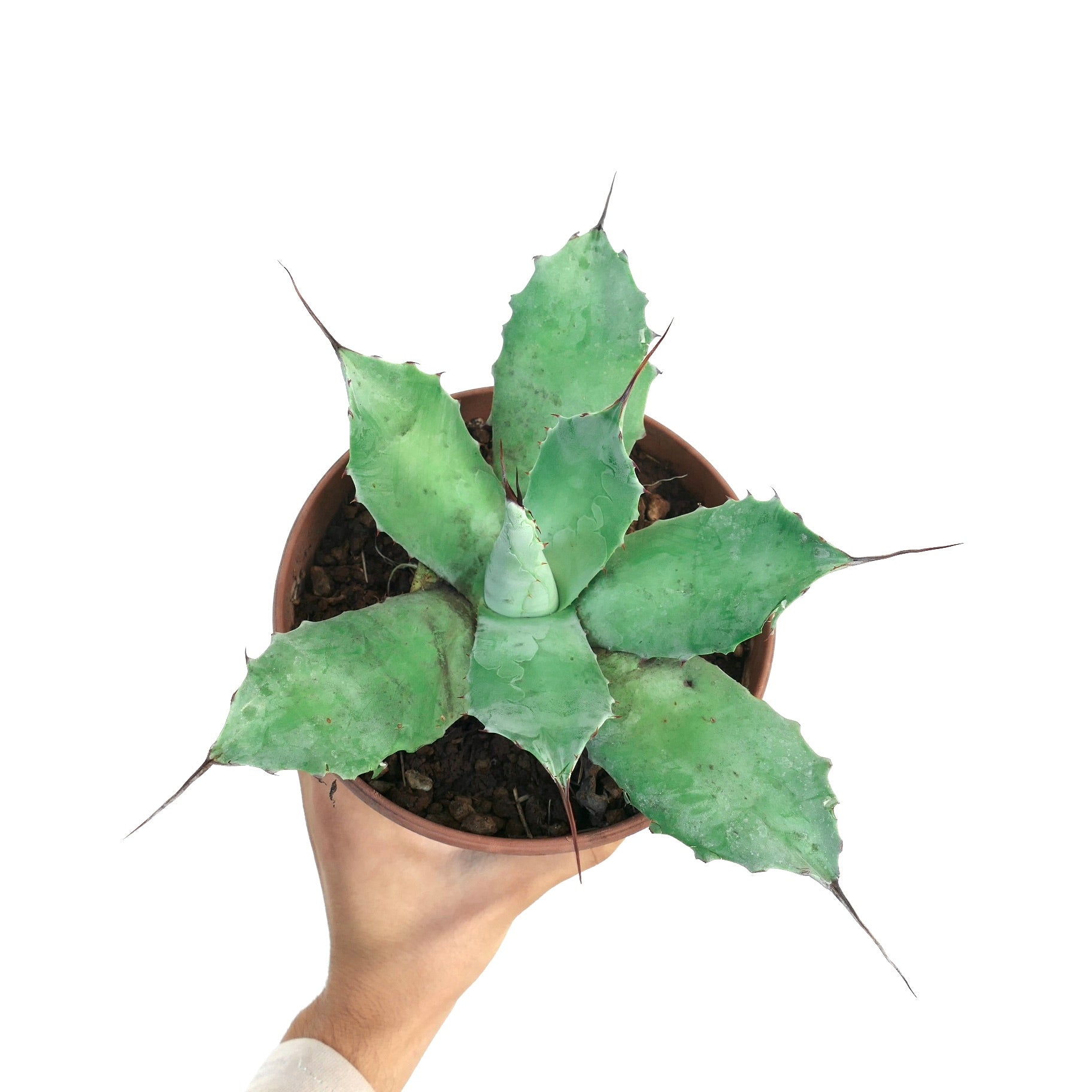 Agave parryi HUNTIGHTON X Agave ovatifolia succulent with broad blue-green leaves and sharp spines