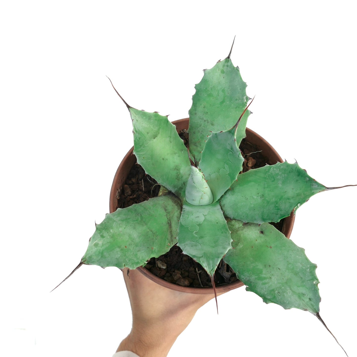 Agave parryi x Agave ovatifolia succulent with broad green leaves and sharp spines in pot