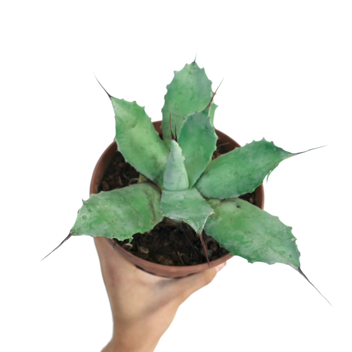 Agave parryi x Agave ovatifolia succulent with thick blue-green leaves and sharp spines in pot