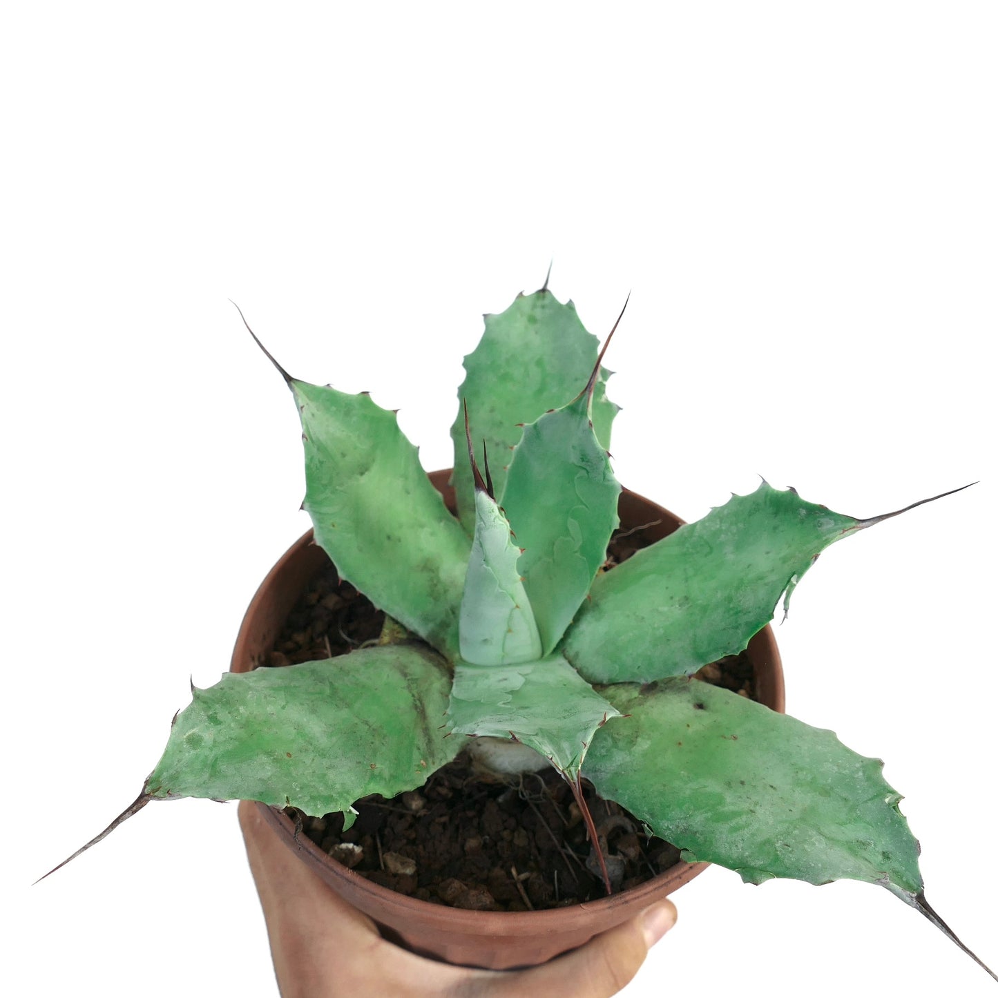 Agave parryi x Agave ovatifolia succulent with thick blue-green leaves and sharp spines in pot