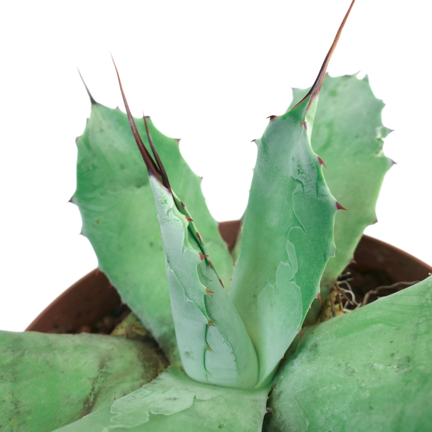 Agave parryi HUNTIGHTON X Agave ovatifolia succulent with thick blue-green leaves and sharp brown spines