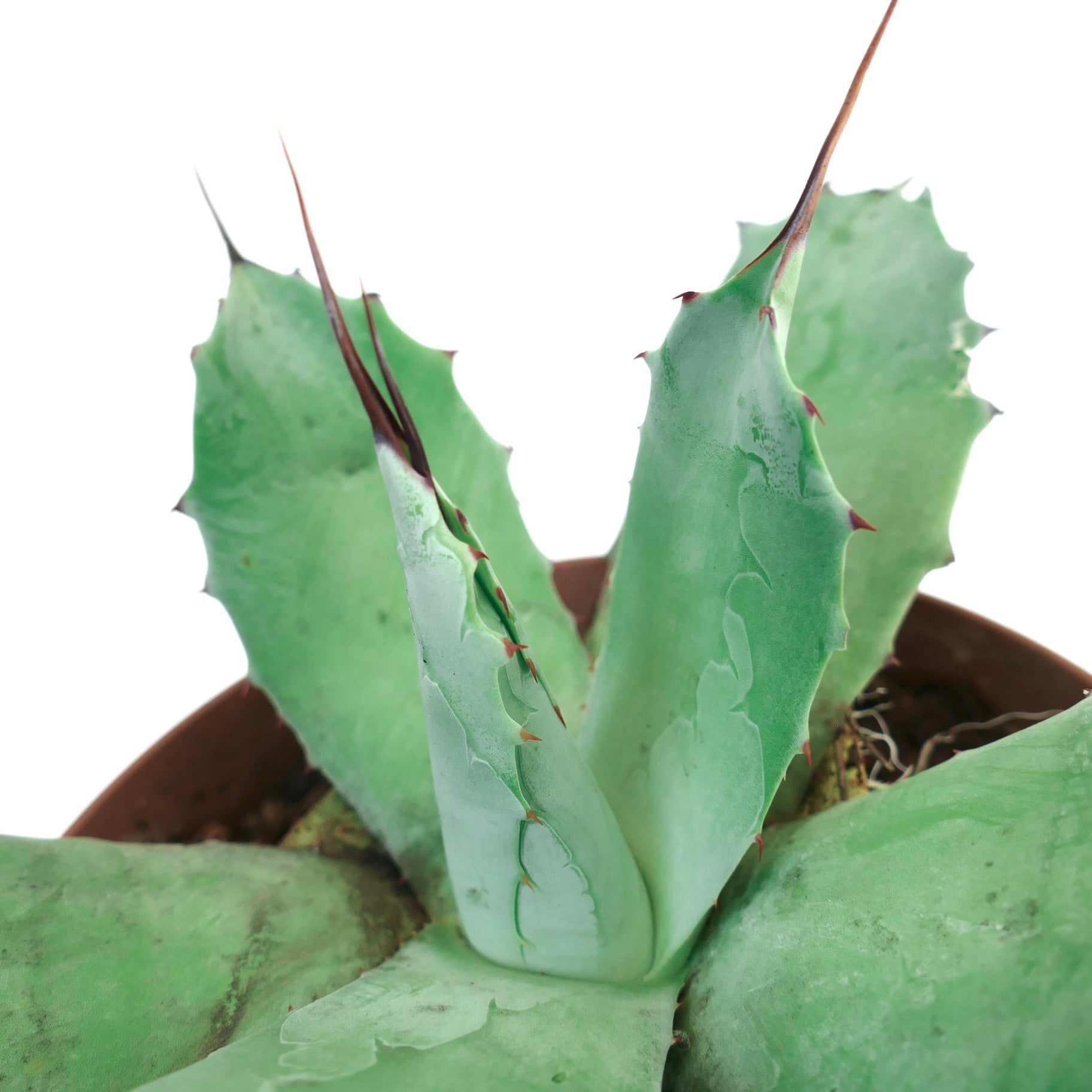 Agave parryi HUNTIGHTON X Agave ovatifolia succulent with thick blue-green leaves and sharp brown spines