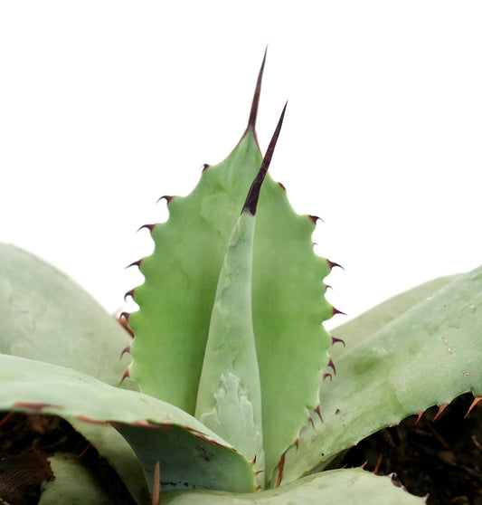 Agave parryi X Agave bovicornuta hybrid succulent with thick blue-green leaves and sharp spines