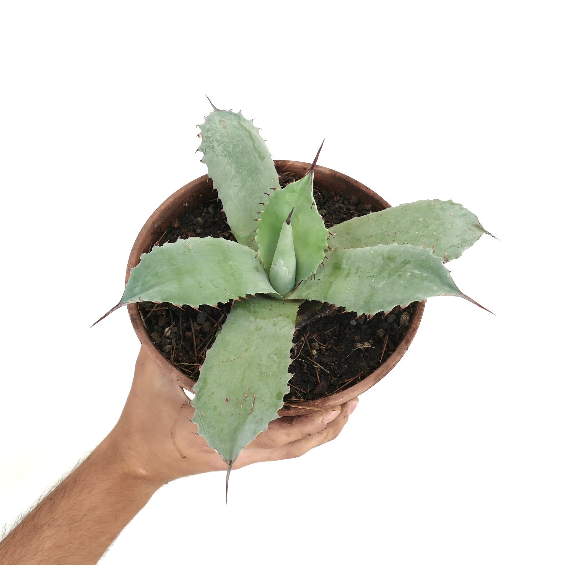 Hybride succulent d'Agave parryi X Agave bovicornuta avec de larges feuilles bleu-vert épineuses