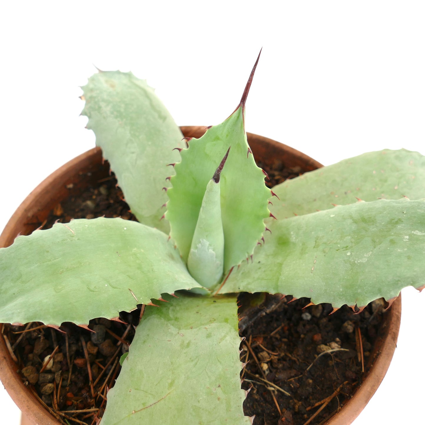 Hybride succulent Agave parryi X Agave bovicornuta avec de larges feuilles épineuses bleu-vert