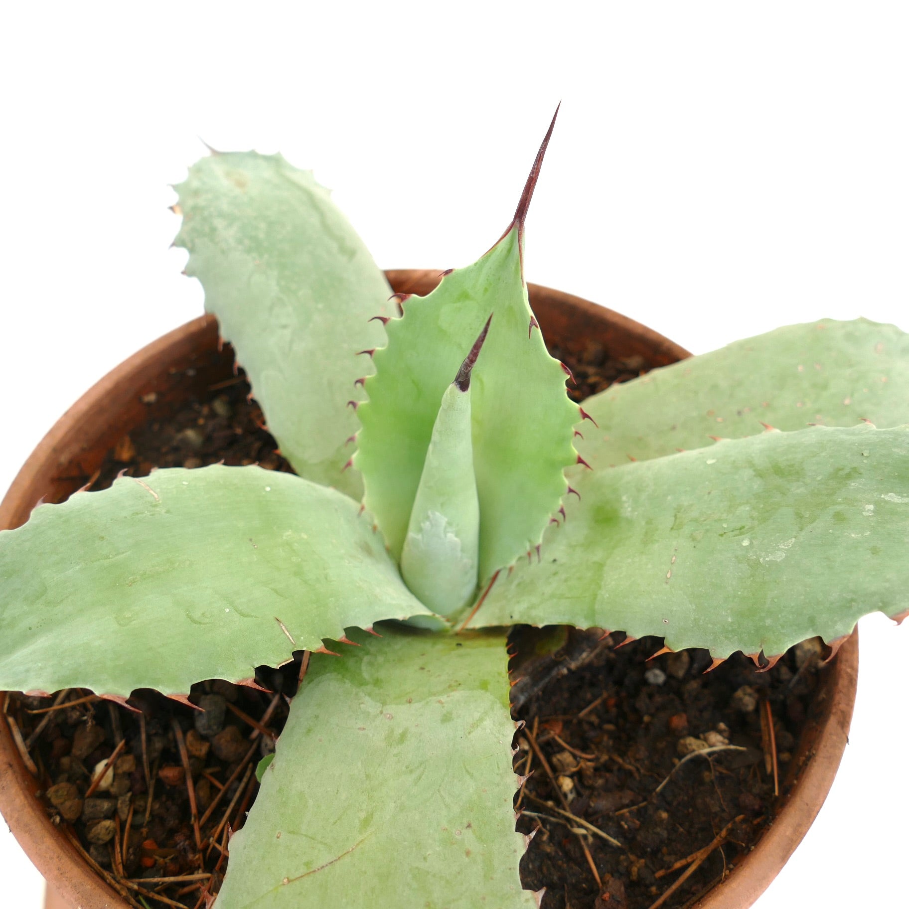 Hybride succulent Agave parryi X Agave bovicornuta avec de larges feuilles épineuses bleu-vert