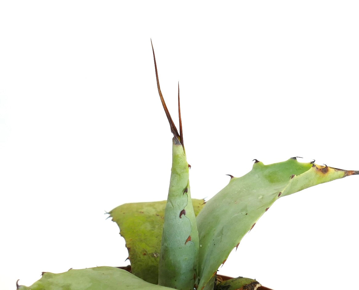 Agave parryi X Agave colorata succulent hybrid with thick green leaves and sharp brown spines