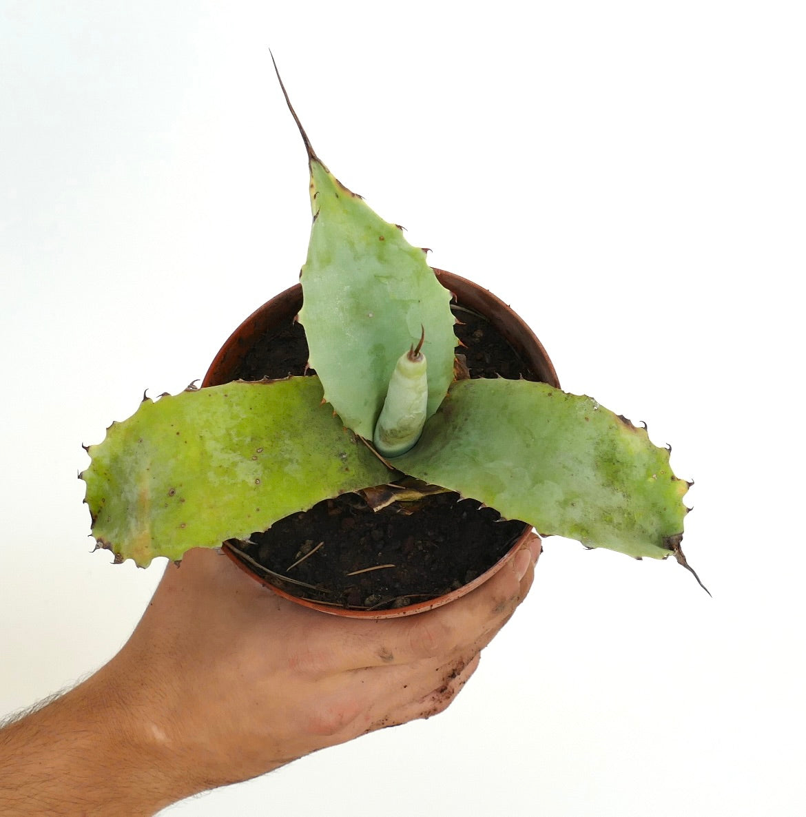 Agave parryi X Agave colorata succulent hybrid with thick leaves and long brown terminal spines