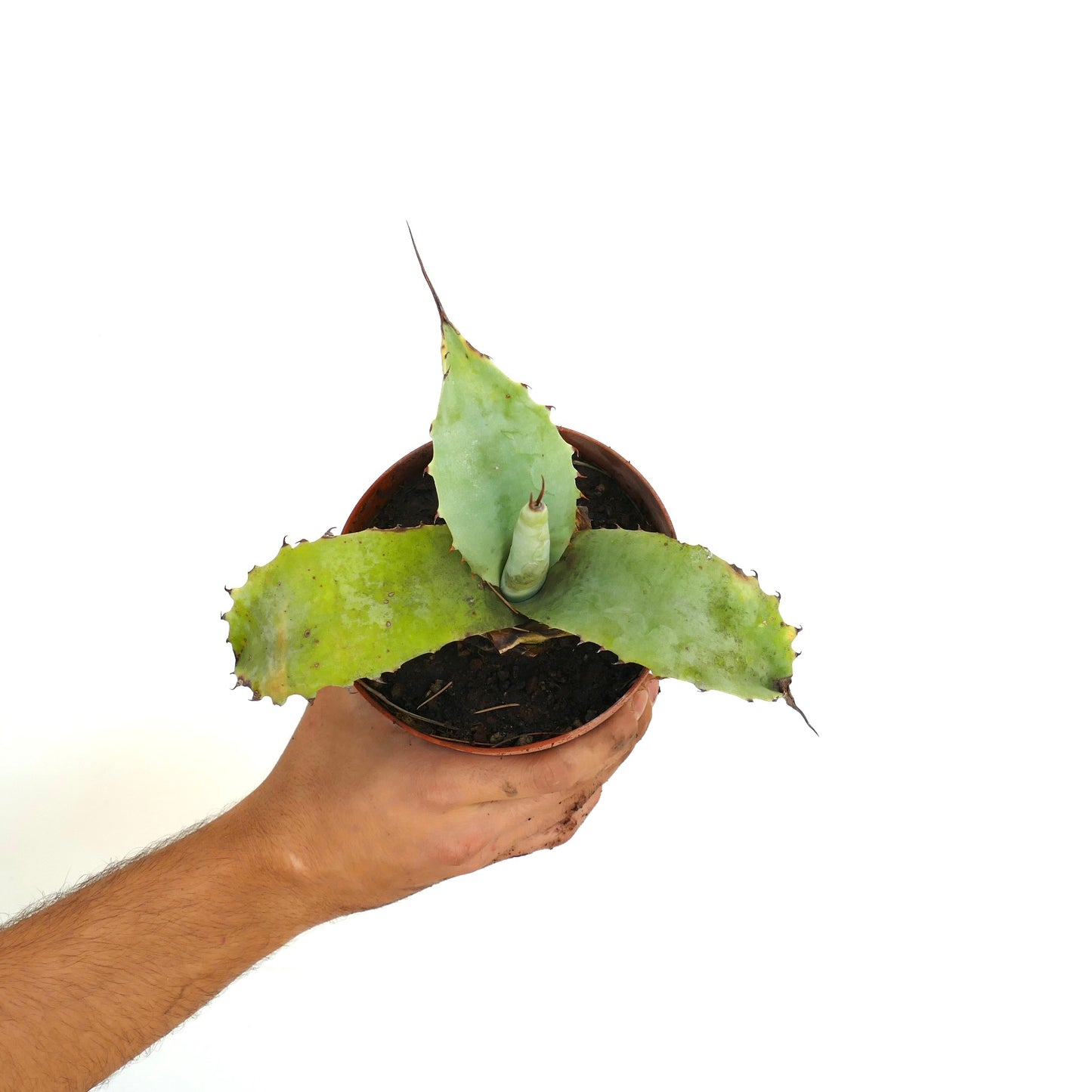 Agave parryi X Agave colorata hybrid succulent with thick blue-green leaves and long spines