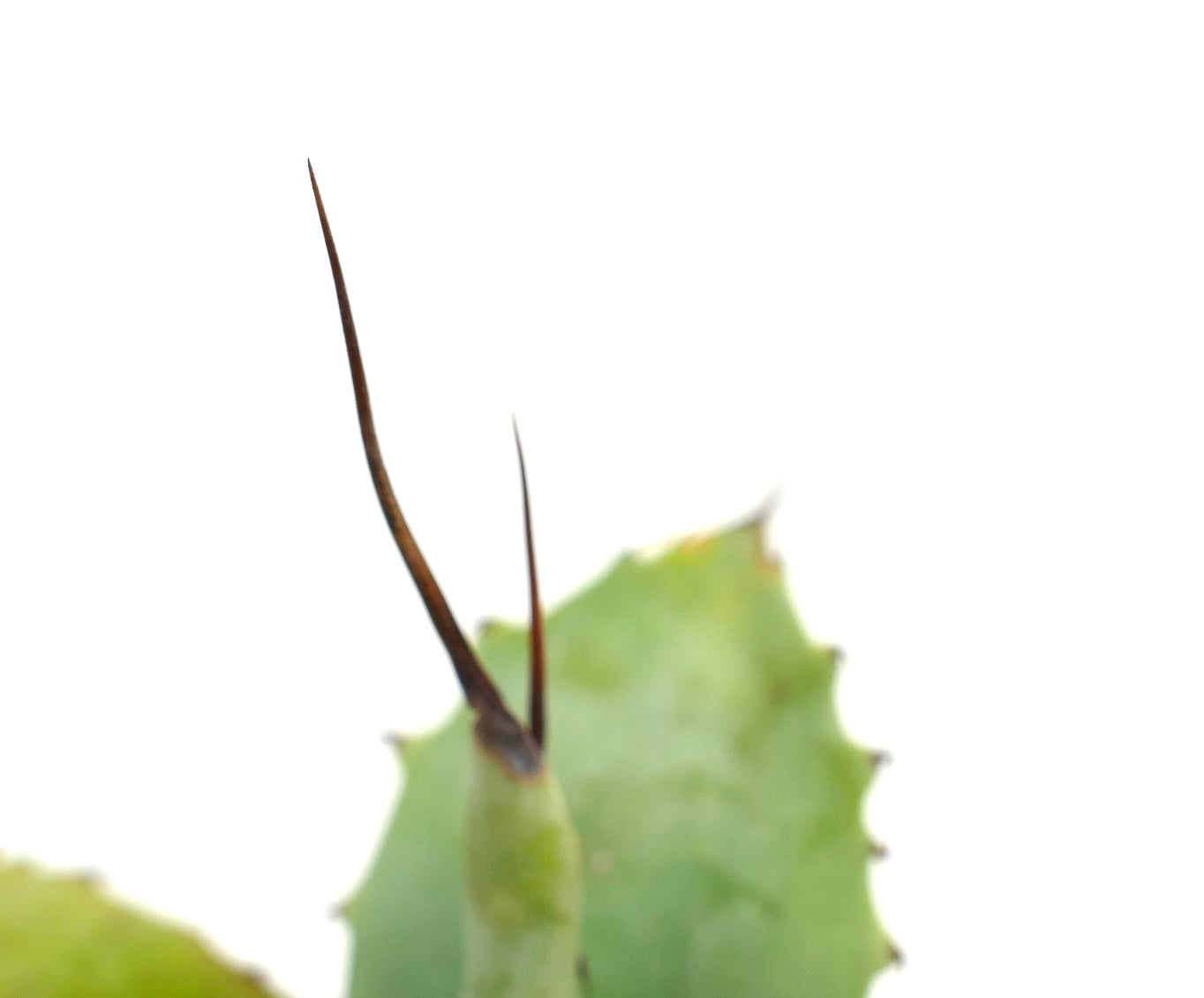Agave parryi X Agave colorata hybrid succulent with thick green leaves and long spines