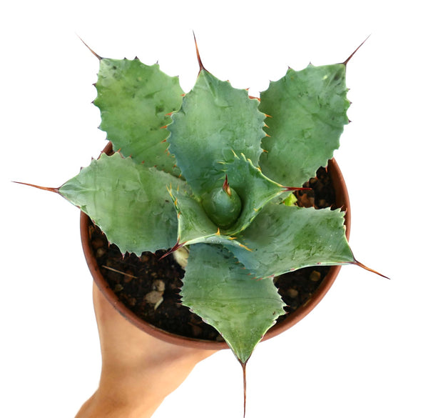 Agave parryi 【hybrid】238 Agave parryi 【hybrid】238