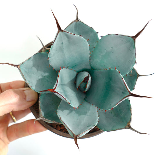 Agave parryi ‘BLUE Huntington’