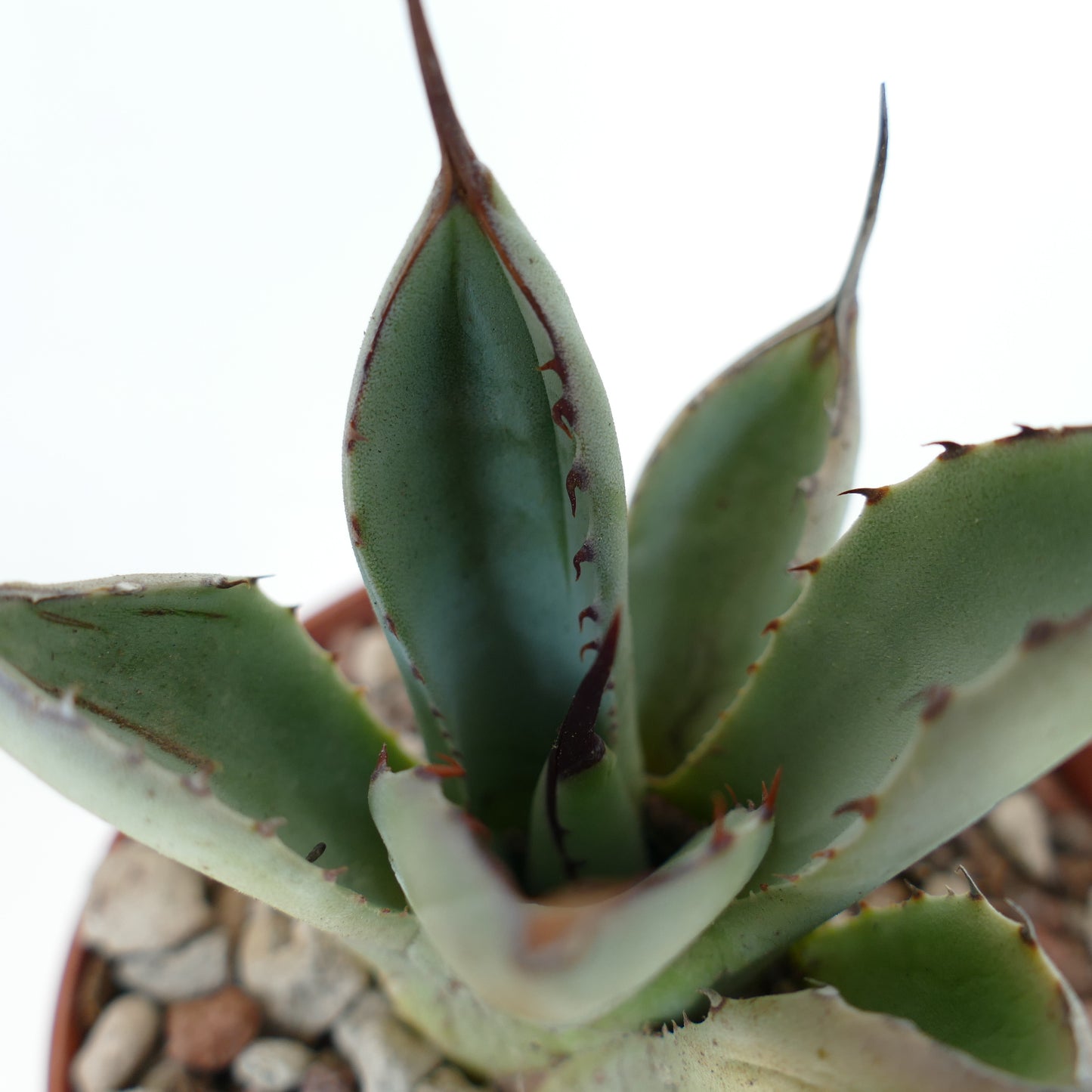 Agave parryi cultivar succulent with thick blue-green leaves and reddish spines in pot