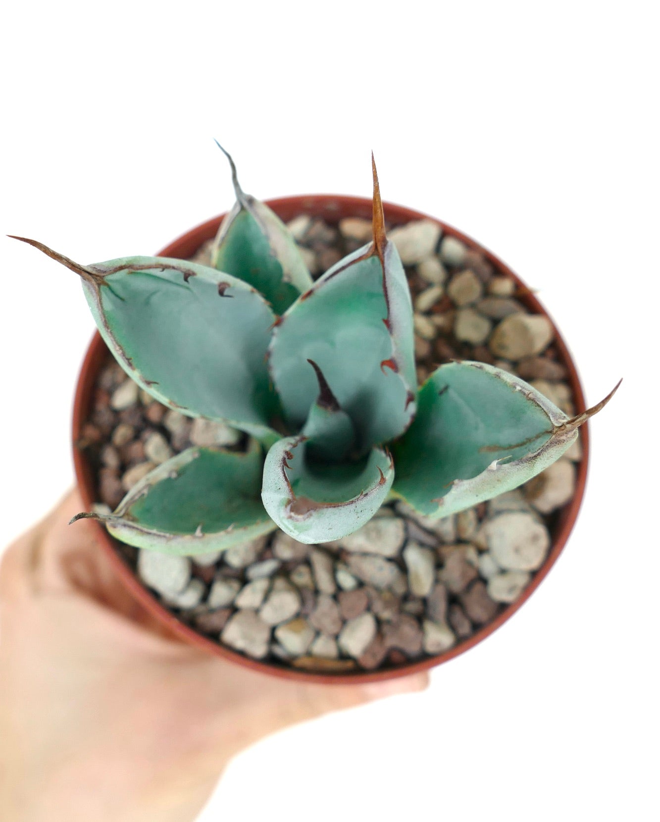 Agave parryi cultivar BLUE succulent with blue-green leaves and sharp brown spines in pot