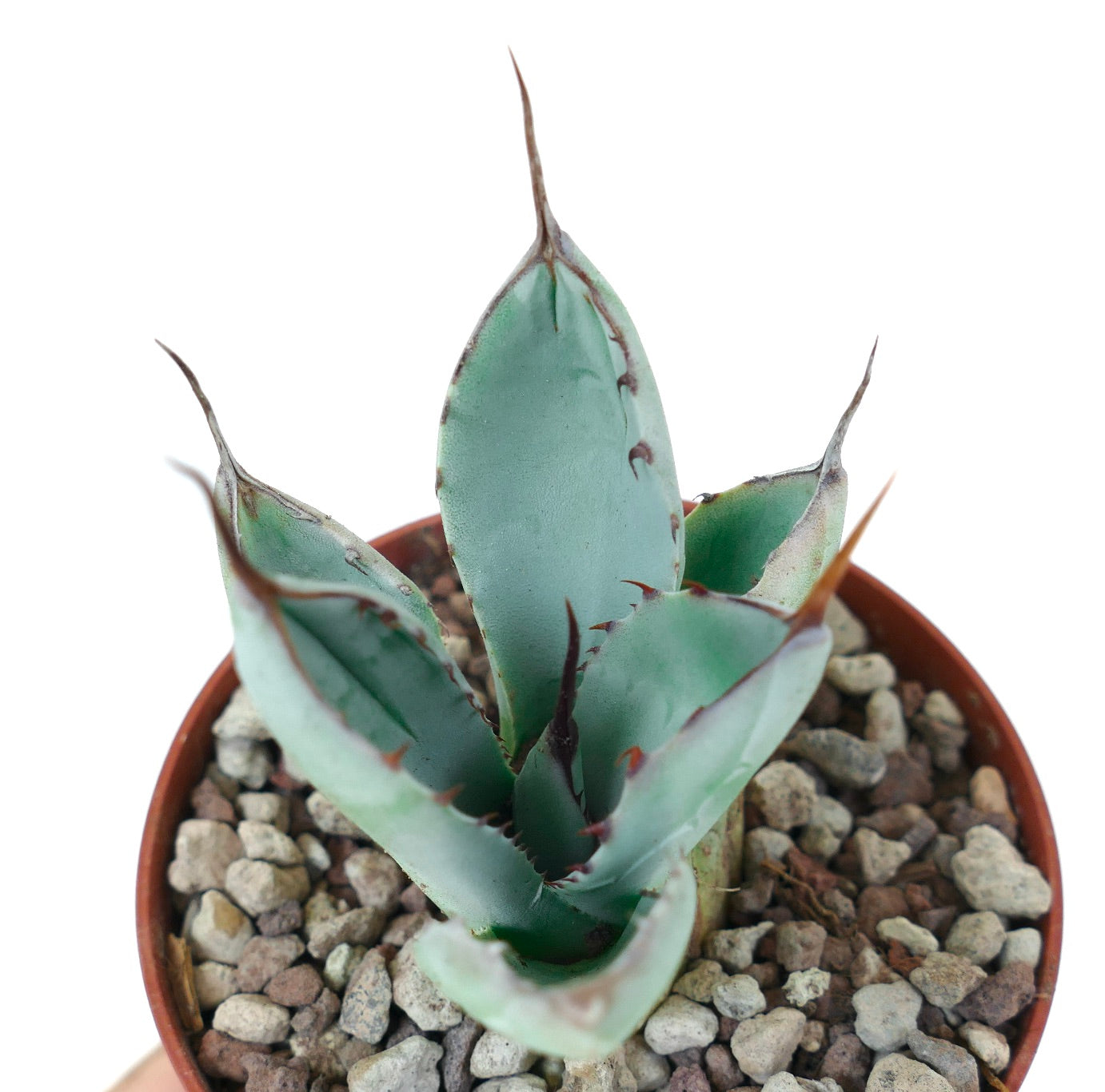 Agave parryi cv. Blue Huntington succulent with thick blue-green leaves and sharp spines in pot