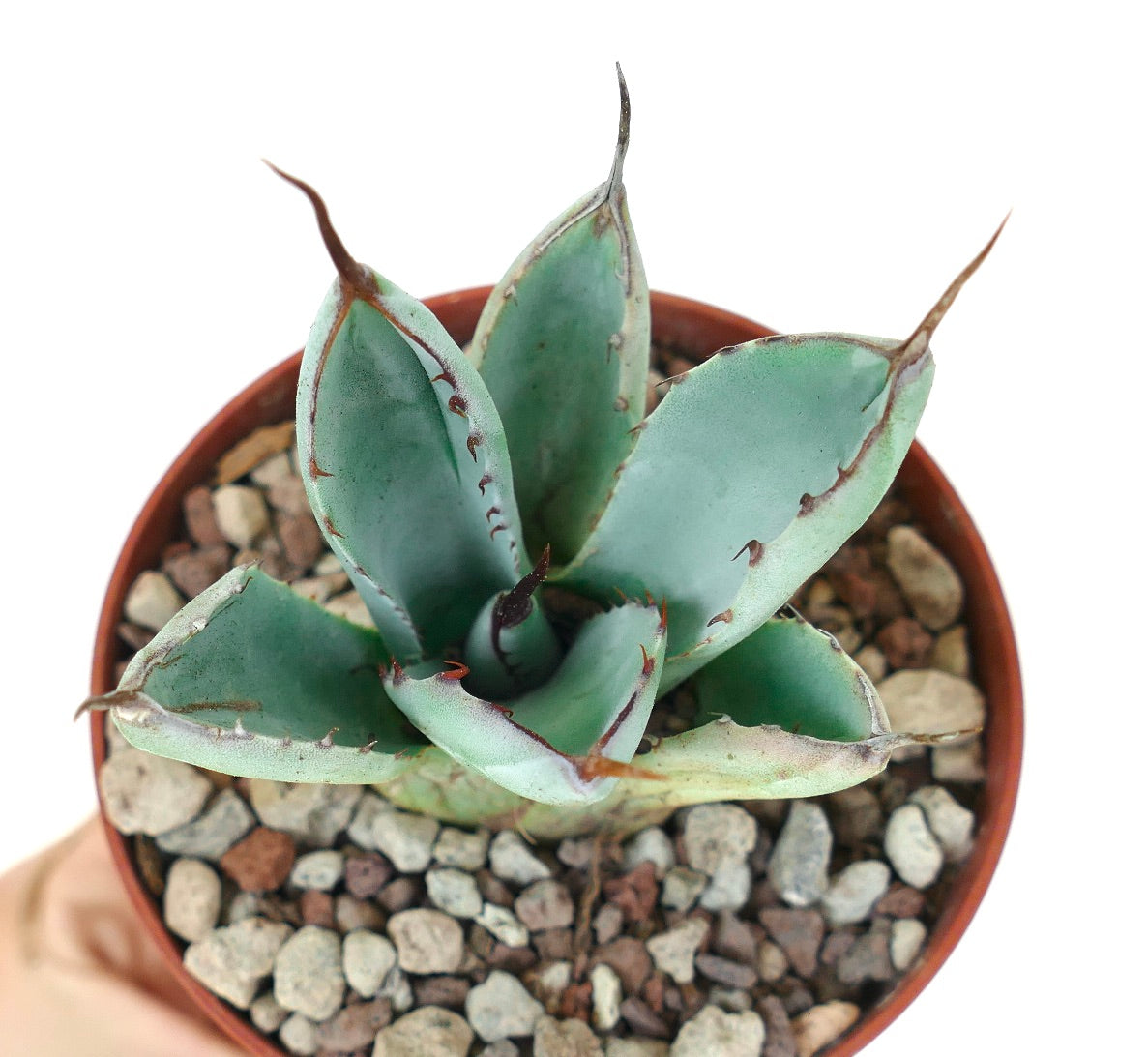 Agave parryi cultivar Blue succulent with blue-green leaves and brown spines in pot