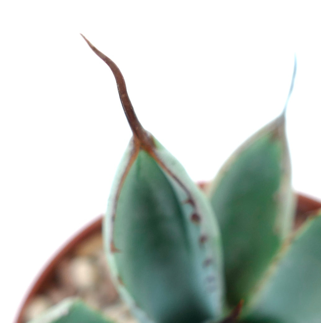 Agave parryi cv. BLUE Huntington succulent with thick blue-green leaves and long terminal spines