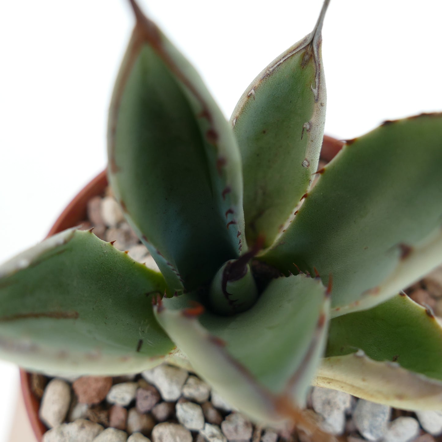 Agave parryi succulent with thick blue-green leaves and small reddish spines on edges