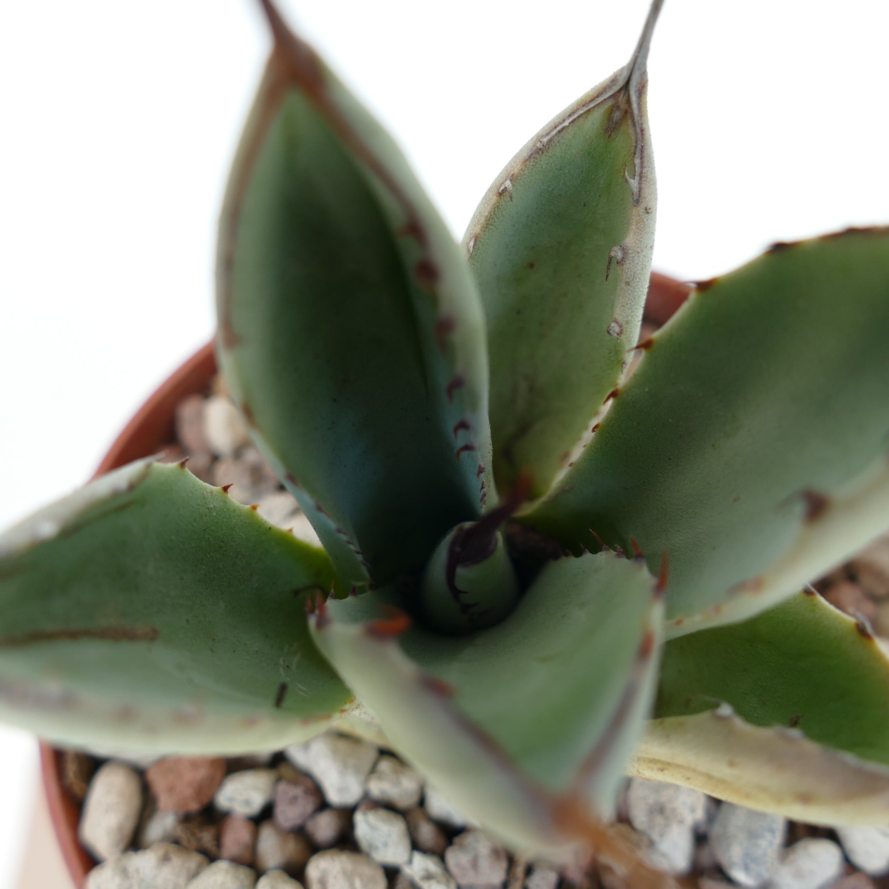 Agave parryi succulent with thick blue-green leaves and small reddish spines on edges