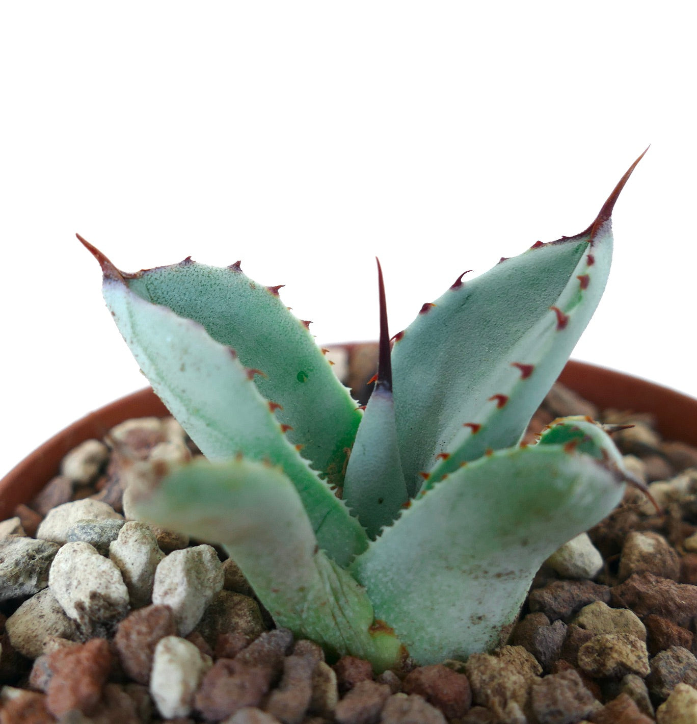 Agave parryi cv. BLUE Huntington succulent with thick blue-green leaves and sharp reddish spines in pot