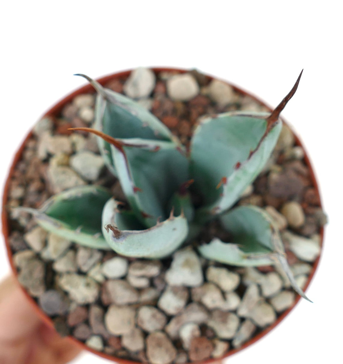 Agave parryi cv 'BLUE Huntington' small blue succulent with sharp spines in pot