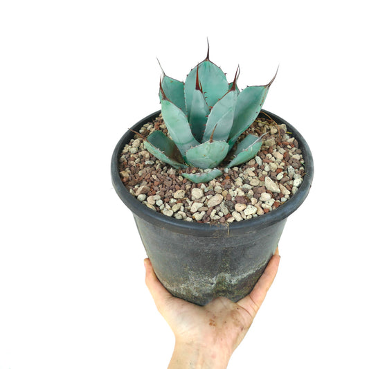 Agave parryi cv 'BLUE Huntington' 1128