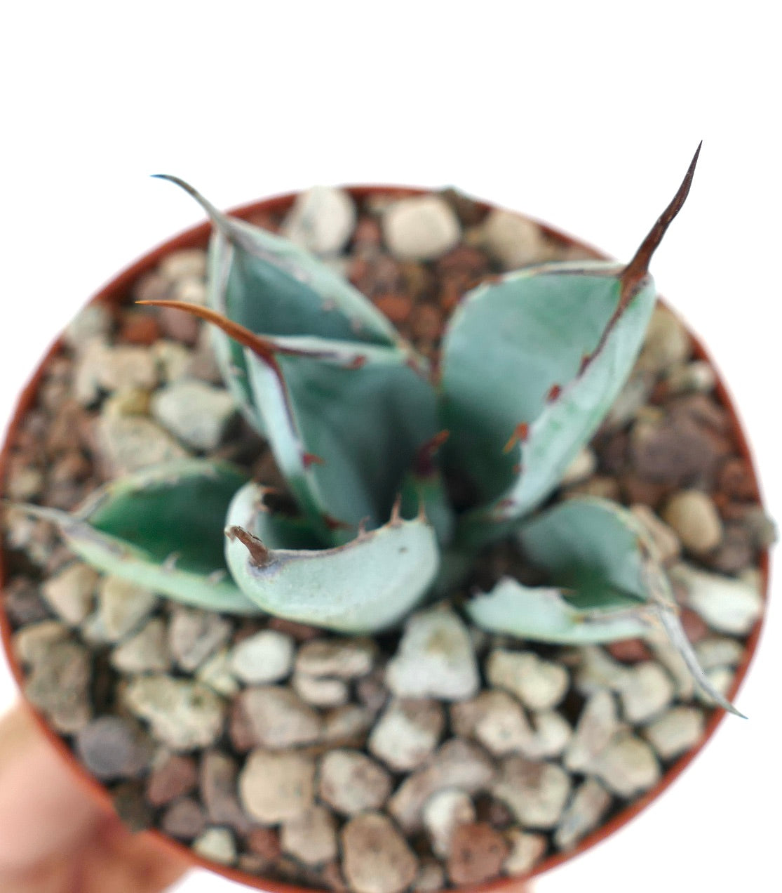 Agave parryi cv 'BLUE Huntington' rare blue succulent with thick leaves and sharp spines in pot