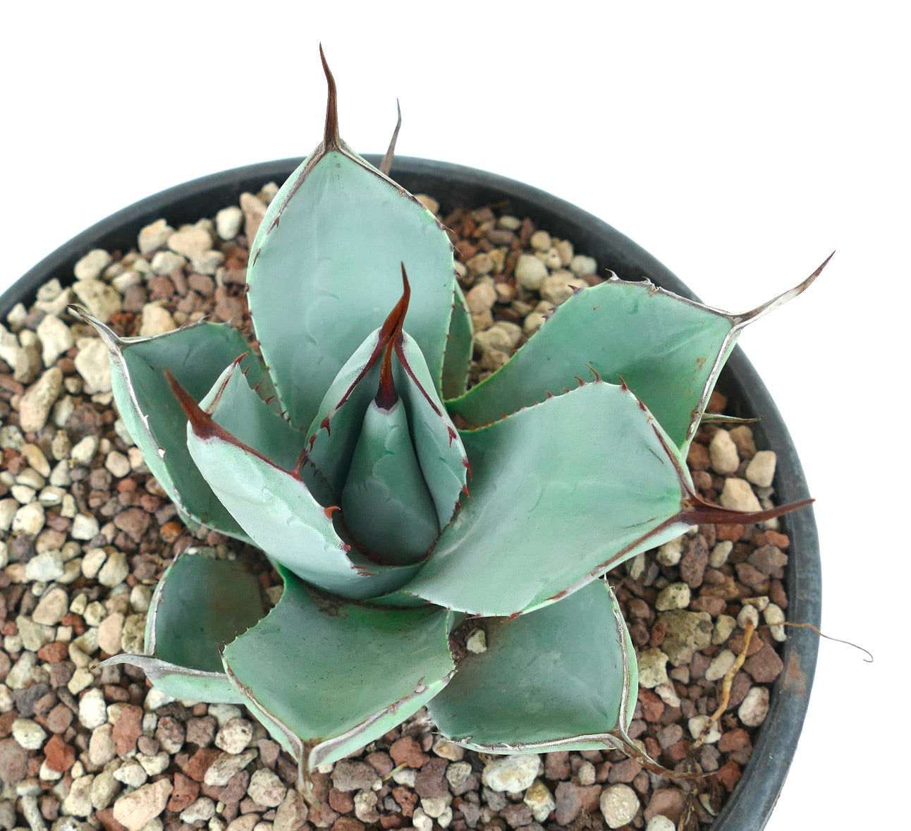 Agave parryi cv 'BLUE Huntington' 1128