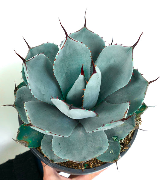 アガベ・パリー ブルー 'Huntington' | Botanical Archive