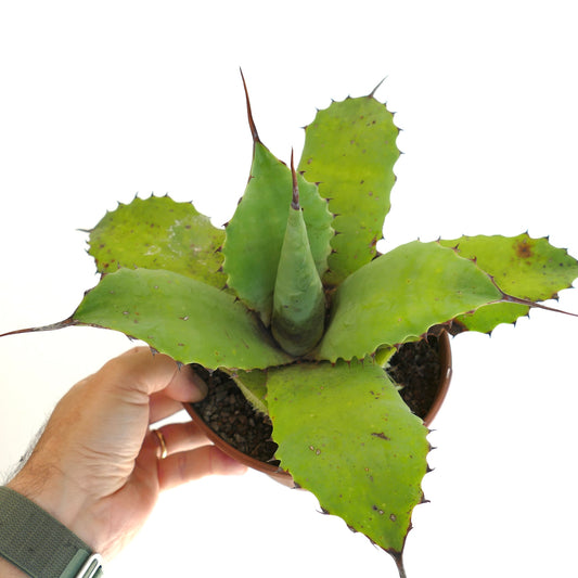 Agave parryii succulent with broad green leaves and prominent brown spines in pot