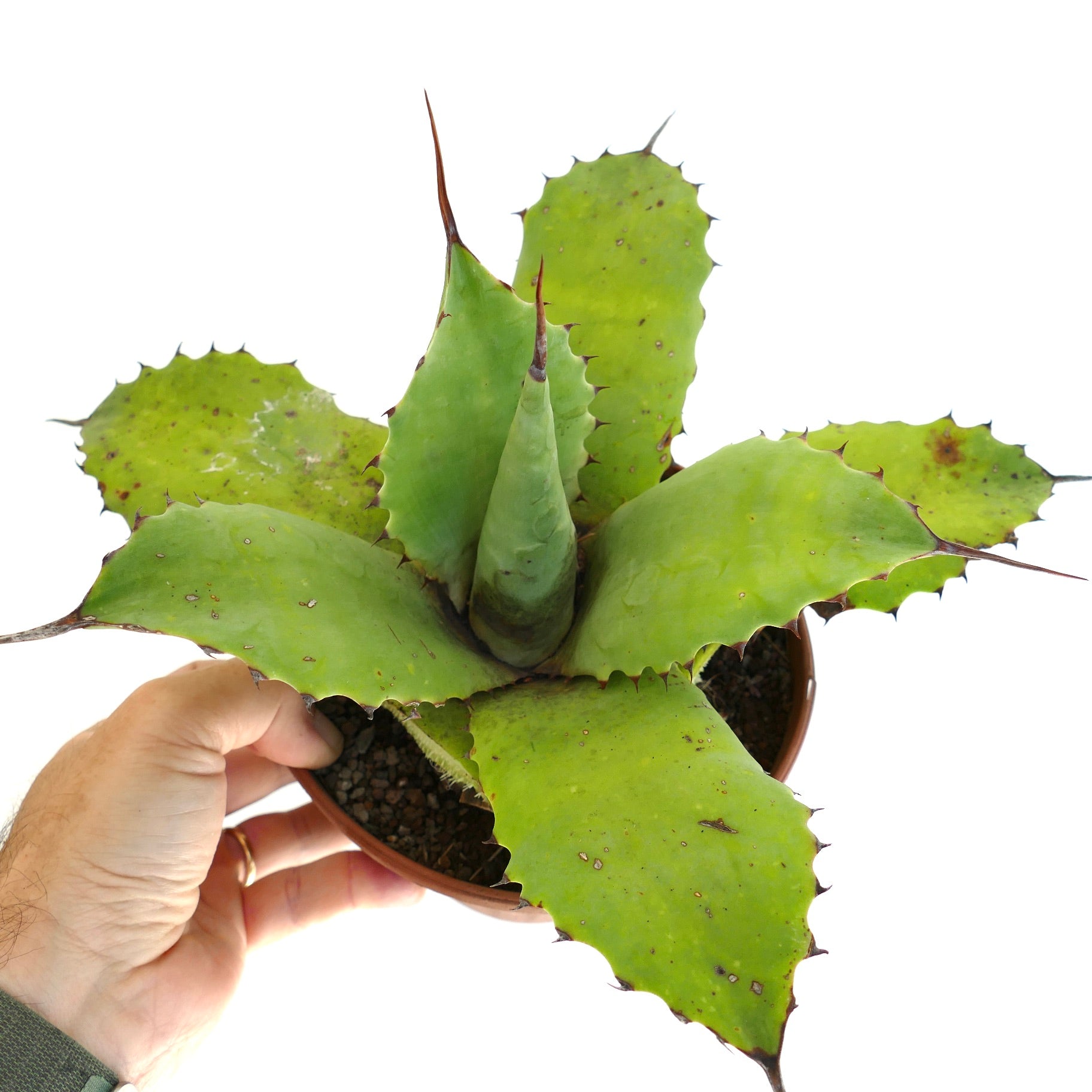 Agave parryii succulent with broad green leaves and sharp brown spines in pot