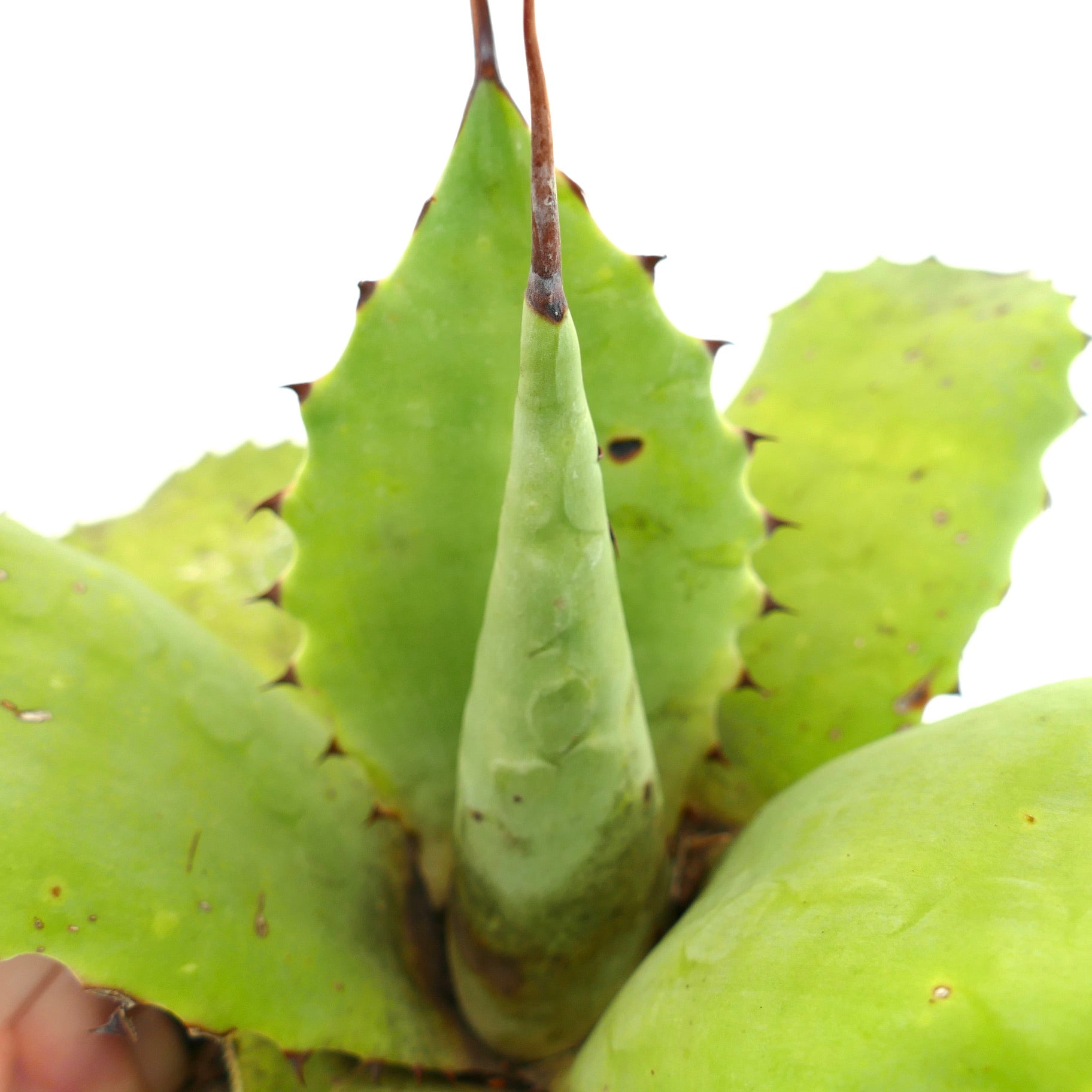Agave parryii succulent with thick green leaves and sharp brown spines on edges