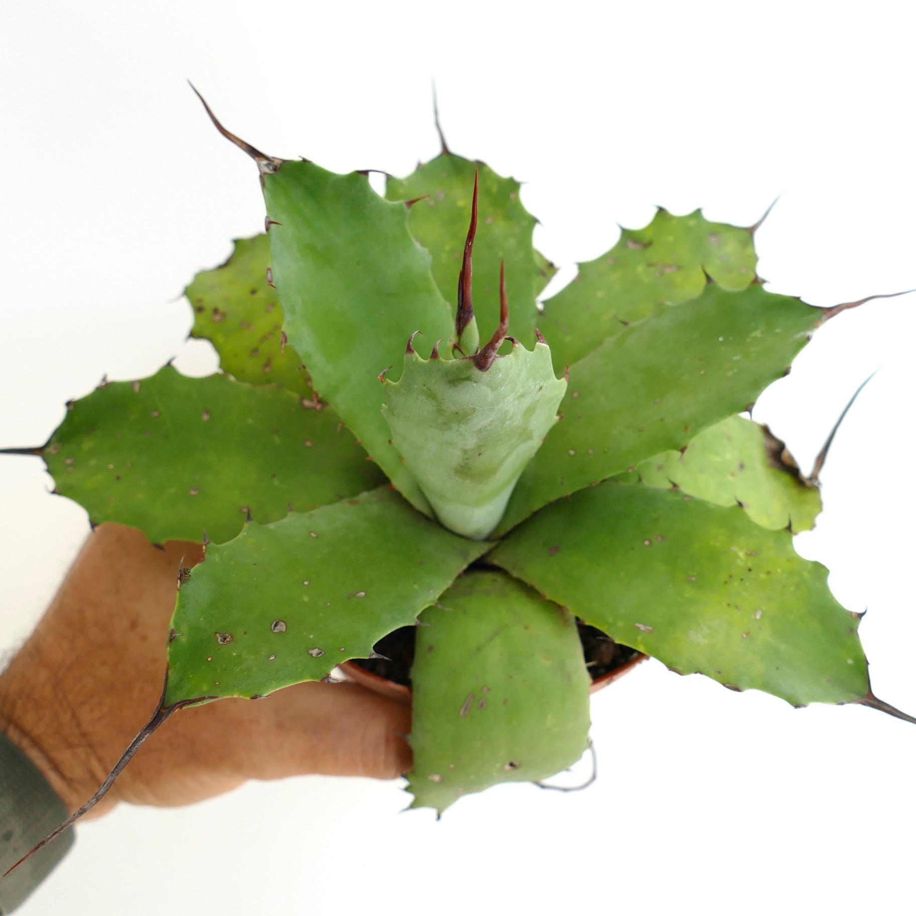 Agave parryii cv BECKY x ovatifolia GREEN succulent with thick green leaves and prominent brown spines