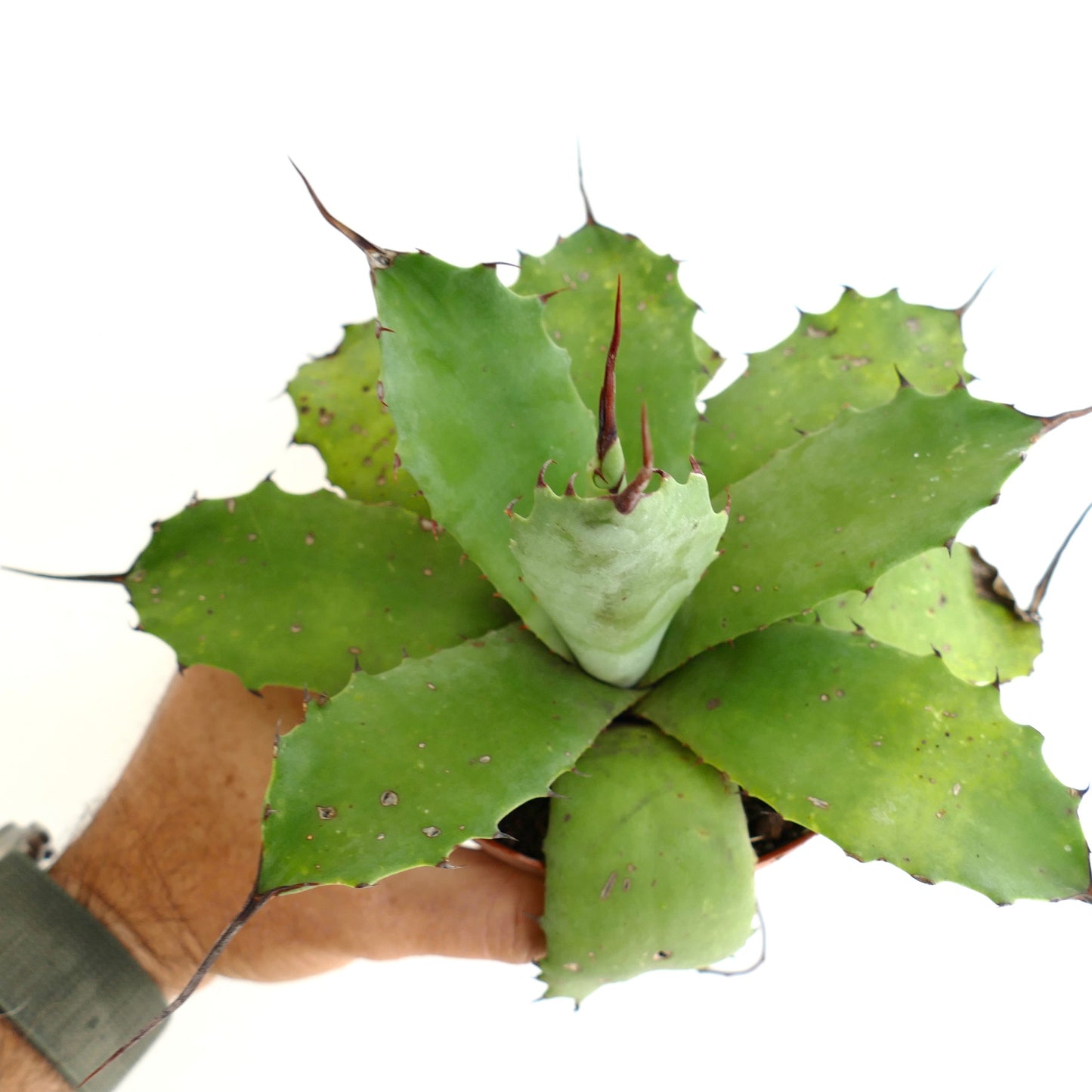 Agave parryii cv BECKY succulent with broad green leaves and prominent brown spines