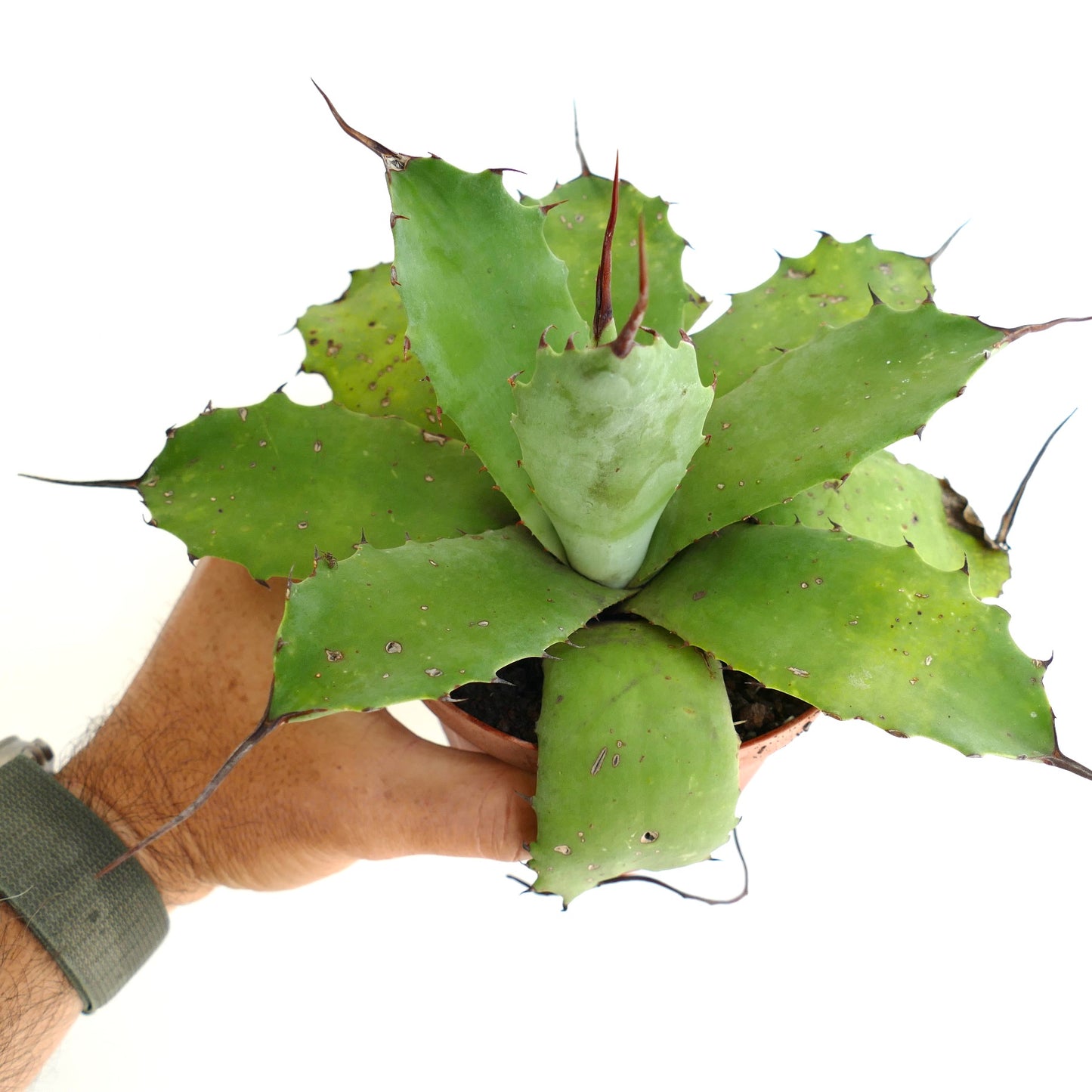 Agave parryii cv BECKY x ovatifolia GREEN succulent with thick green leaves and prominent brown spines