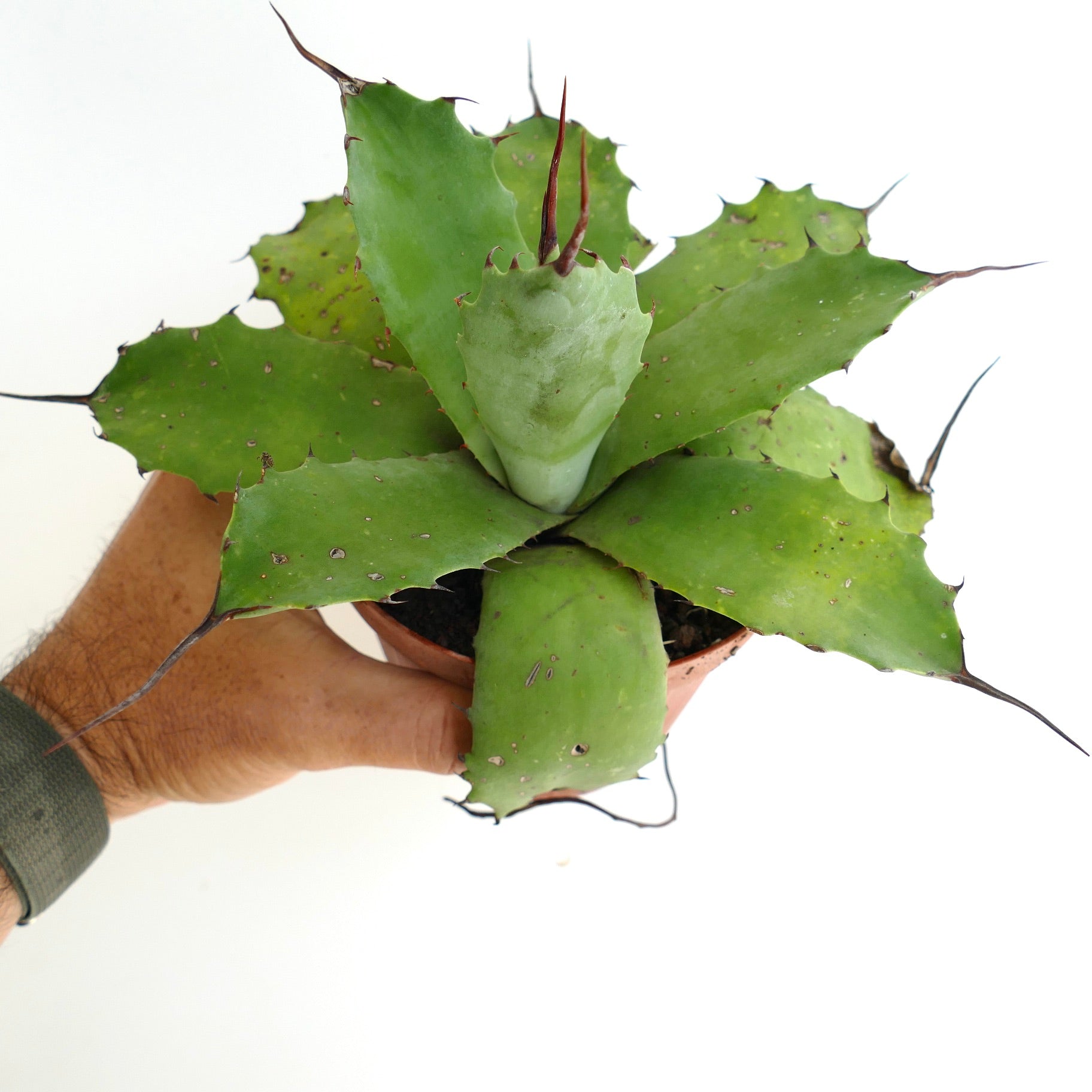 Agave parryii cv BECKY x ovatifolia green succulent with broad spiny leaves in terracotta pot